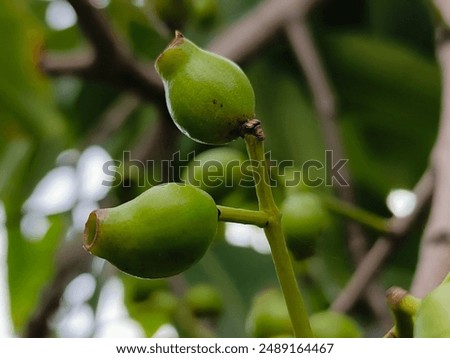 Similar – Image, Stock Photo Blackberries close-up image. Ripe blackberry fruits