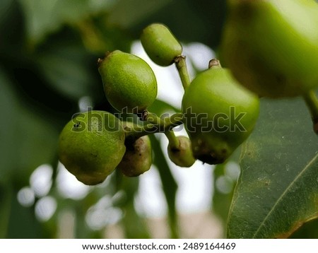 Similar – Image, Stock Photo Blackberries close-up image. Ripe blackberry fruits