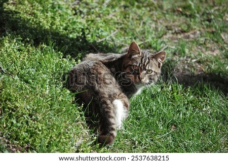 Image, Stock Photo British Blu, purebred cat