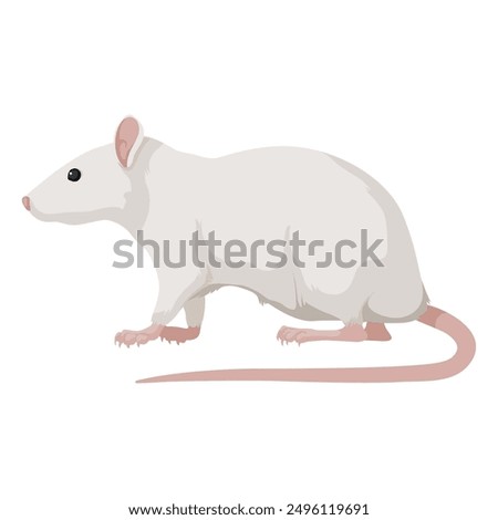 Sitting Rat front view. Rat isolated on white background. Rat icon Vector illustration