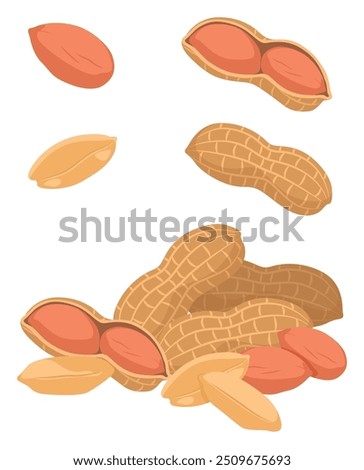 Peanuts vector illustration isolated on white background. Peanut, peanut with skin, shell,  open shell. Peanuts set