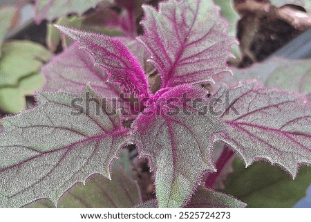 Similar – Image, Stock Photo flowery plant on a wire mesh fence