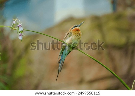 Similar – Image, Stock Photo A little bird on the spiked fence