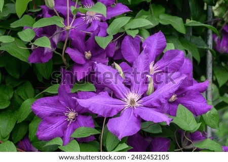 Similar – Image, Stock Photo a branch of Clematis montana hangs in front of a wooden wall