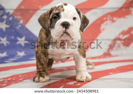 Similar – Foto Bild Englische Bulldogge Welpe auf der Straße