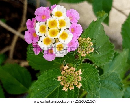 Similar – Image, Stock Photo Inflorescences of the common yarrow, Achillea millefolium with yellow ray florets