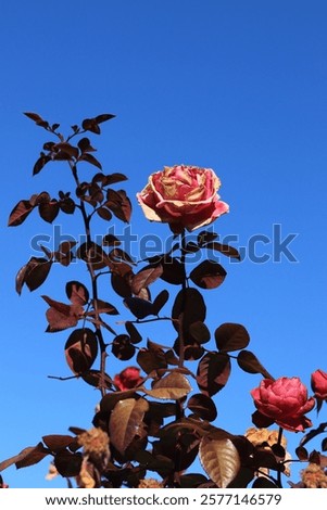 Similar – Image, Stock Photo The black has not yet won