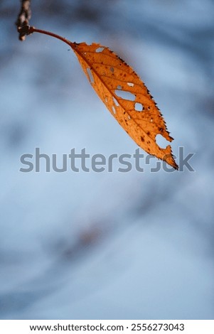 Similar – Image, Stock Photo last leaves Nature Plant