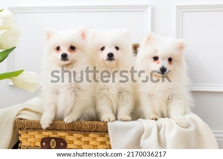 White Japanese Spitz puppies. Three little dogs Stock foto © 