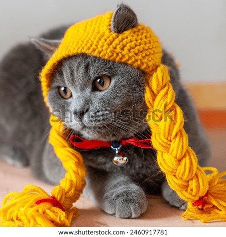 Similar – Image, Stock Photo Thoughtful gray cat looking at camera in dark