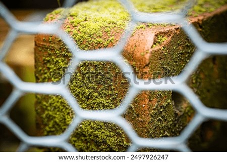 Similar – Image, Stock Photo green Plant stones clinker