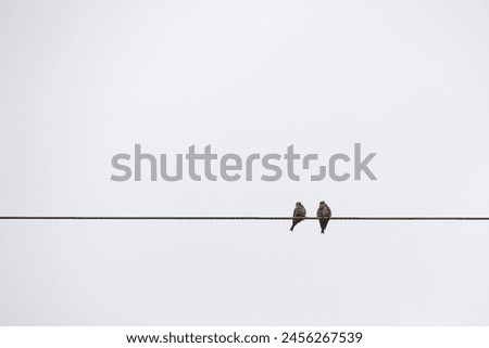 Similar – Image, Stock Photo Two birds sitting on the edge of a metal cup in front of a blurred background