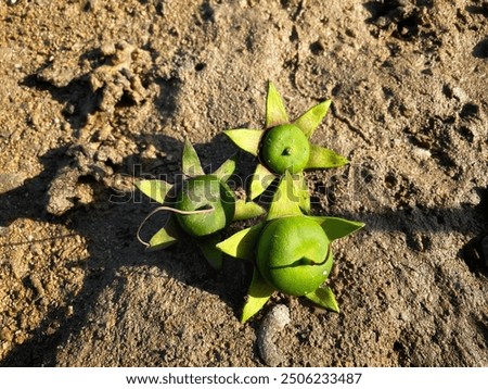 Similar – Image, Stock Photo Apples lie in a bowl on a scale and are weighed