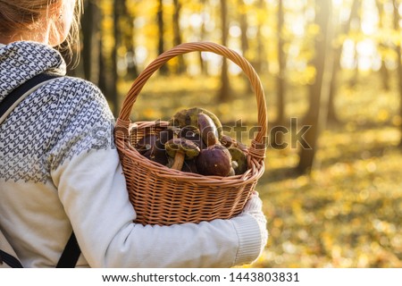 Similar – Foto Bild Frische Champignons in Weidenschale