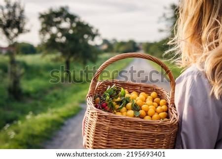 Similar – Image, Stock Photo Fresh Yellow plum mirabelle fruit in plate