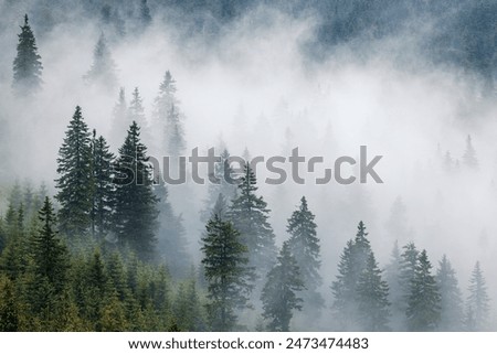 Similar – Image, Stock Photo cloud forest Fog Forest