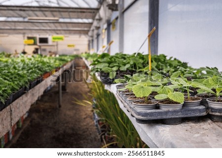 Similar – Image, Stock Photo Zucchini seedlings on a pink garden table, rosemary is in bloom, garden tools are ready for use