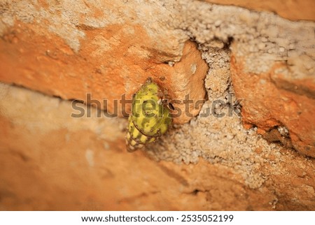 Similar – Image, Stock Photo security Snail shell