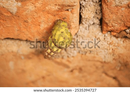 Similar – Image, Stock Photo security Snail shell