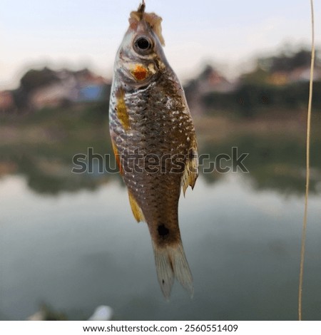 Similar – Image, Stock Photo A small dead frozen mouse lies on its side in the snow