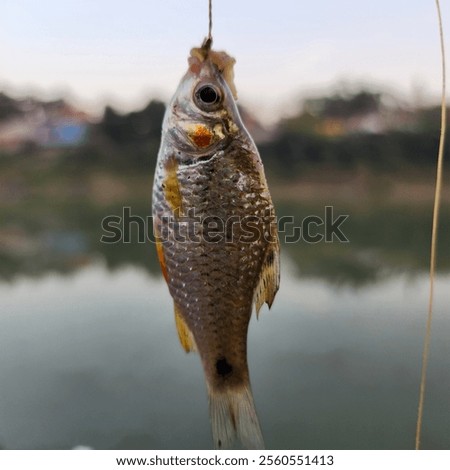 Similar – Image, Stock Photo A small dead frozen mouse lies on its side in the snow