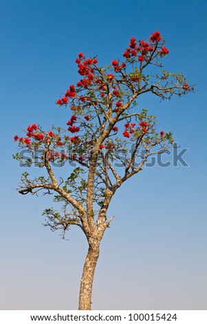 African tree in spring time with colorful red flowers