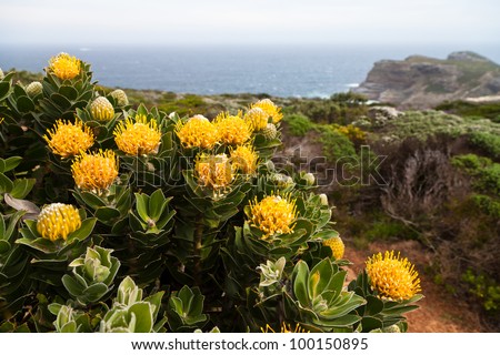Protea flowers growing on the rocks near the ocean