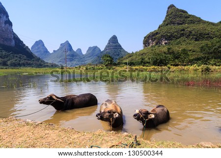 Cows cooling down in water in Asia, South China