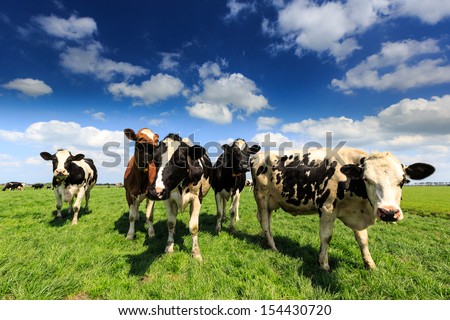Cows standing in a grassland in Holland on a sunny day