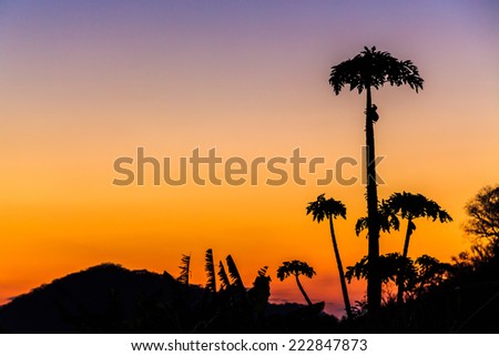 Colorful orange and purple sunset with palm trees