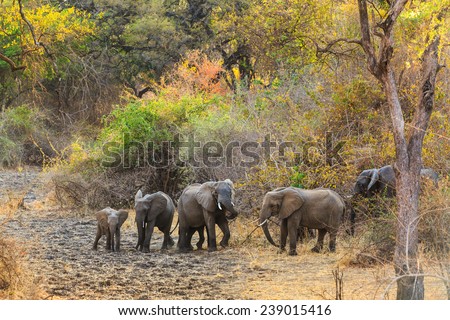 Couple of elephant walking and eating in the bushes in Africa