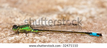 Dragonfly sitting on a stone in the sun warming up