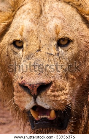 Male lion closeup of his big head