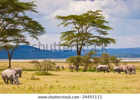 White rhinoceros grazing at lake Baringo in Kenya