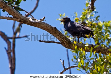 Mangrove black hawk bird sitting on an branch in a tree