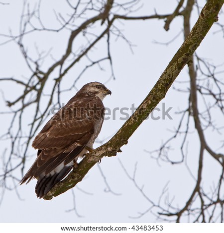 Brown buzzard bird sitting on a branch in a tree