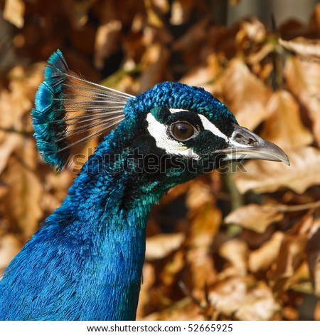 Colorful blue peacock bird head in closeup