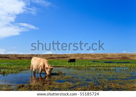 Scottish highlanders walking through the wetlands with blue sky