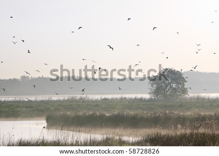 Morning landscape with lots of birds at a lake