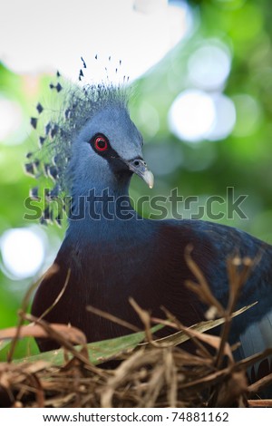 Crested pigeon bird sitting on her nest in the tree