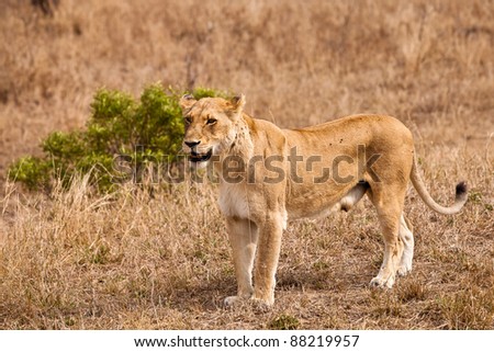Female lion walking  through the grass in close up