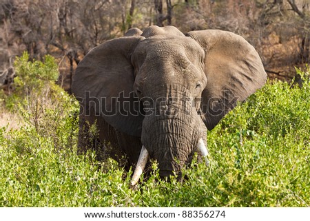 Elephant standing between the bushes eating grass