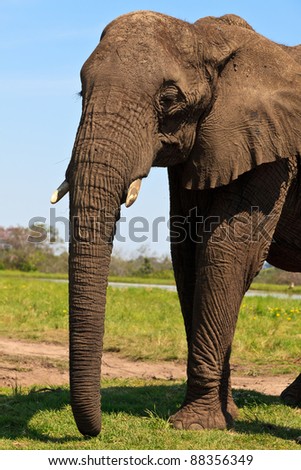 Elephant standing on the grass in close up