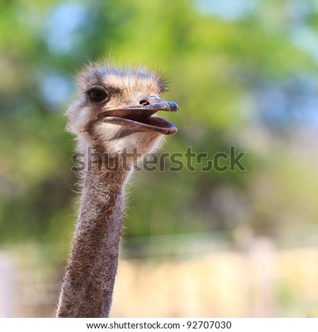 Curious looking ostrich bird in close up
