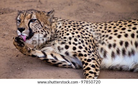 Cheetah animal licking her foot seen in close up