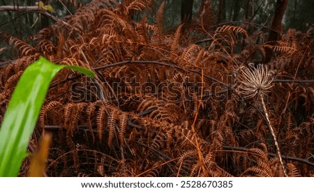 Similar – Image, Stock Photo Single dried wild flower on grey background