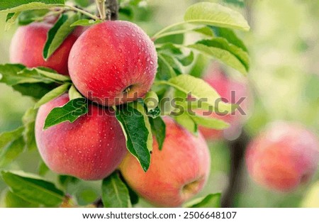 Image, Stock Photo red fruits of the hawthorn