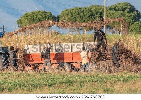 Similar – Image, Stock Photo Dried vine bundle as decoration at the insect hotel