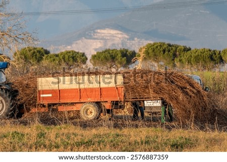 Similar – Image, Stock Photo Dried vine bundle as decoration at the insect hotel