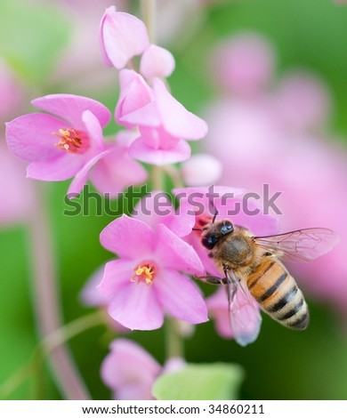 Honey bee gathering pollen from flowering vine.